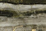 Polished Linella Avis Stromatolite - Million Years #180029-1